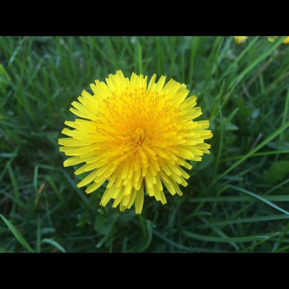 Meet your Posher, Sandy - Picture 1 of 1